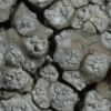 Pertusaria excludens